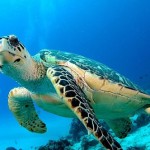 Medio Ambiente Marino
