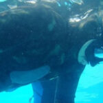 Chequeo Nacional Selectivo Apnea en piscina FVAS 2012